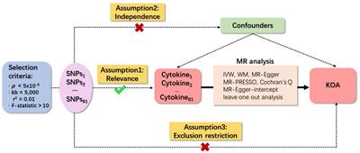 Evidence supported by Mendelian randomization: impact on inflammatory factors in knee osteoarthritis